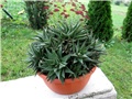 Haworthia limifolia